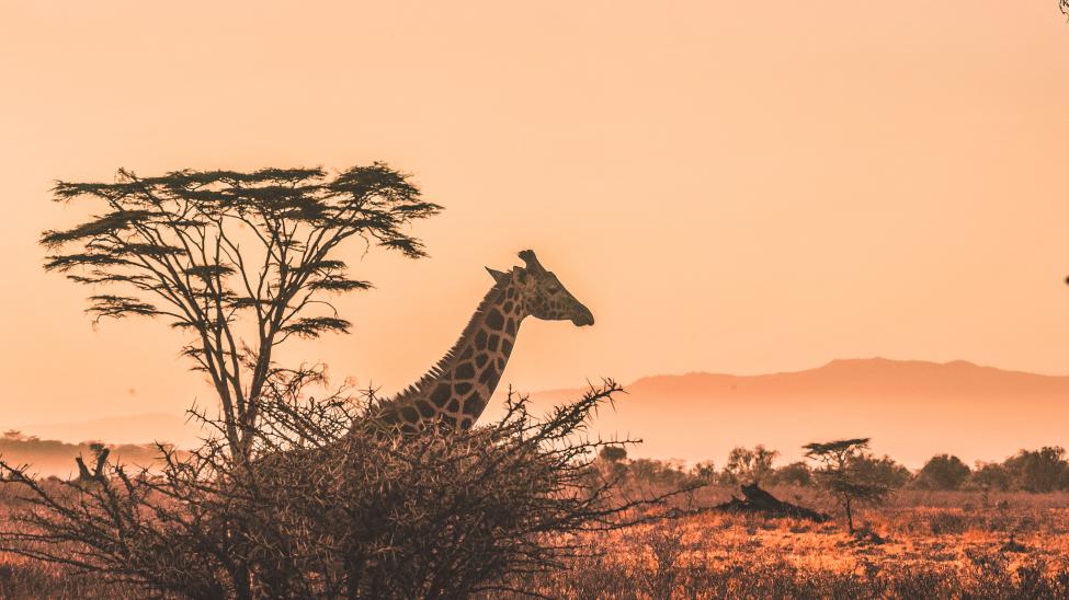 giraffe and tree