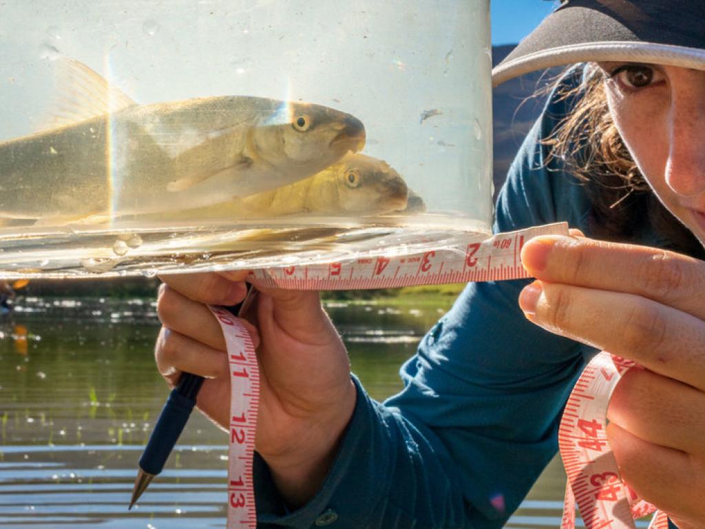 PhD candidate Cecilia Cerrilla (Department of Biological Sciences) measures a sandfish, a critically endangered large-bodied freshwater fish found in only one catchment area of the country the Doring River and its tributaries, the Biedouw and the Oorlogskloof Rivers.